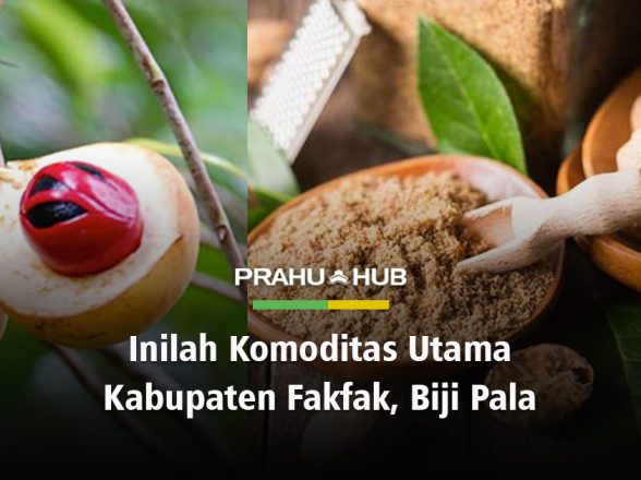 INILAH KOMODITAS UTAMA KABUPATEN FAKFAK, BIJI PALA