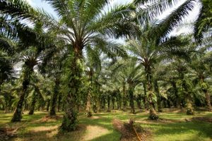 Kebun Kelapa Sawit Kalimantan