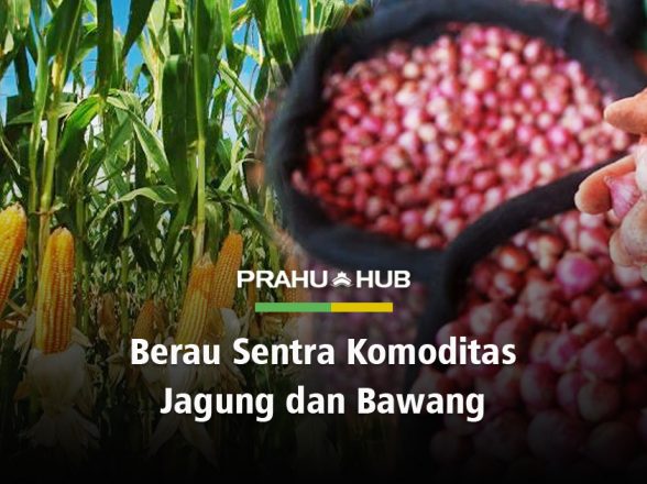 BERAU SENTRA KOMODITAS JAGUNG DAN BAWANG