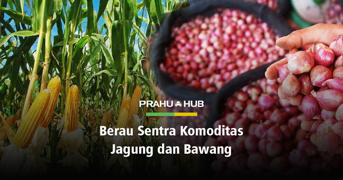 BERAU SENTRA KOMODITAS JAGUNG DAN BAWANG