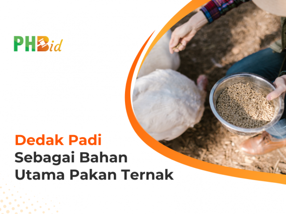 DEDAK PADI SEBAGAI BAHAN UTAMA PAKAN TERNAK