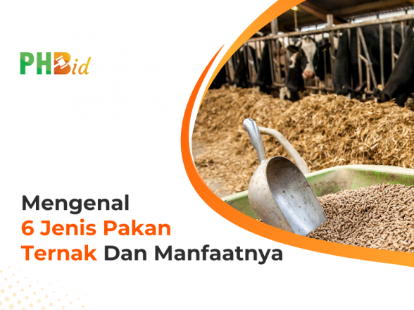 MENGENAL 6 JENIS PAKAN TERNAK DAN MANFAATNYA