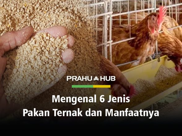 MENGENAL 6 JENIS PAKAN TERNAK DAN MANFAATNYA