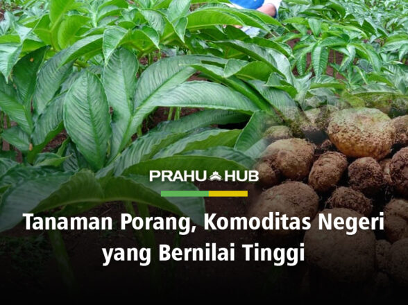 TANAMAN PORANG, KOMODITAS NEGERI YANG BERNILAI TINGGI