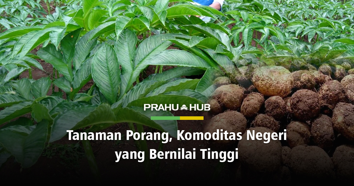 Kegunaan porang untuk apa