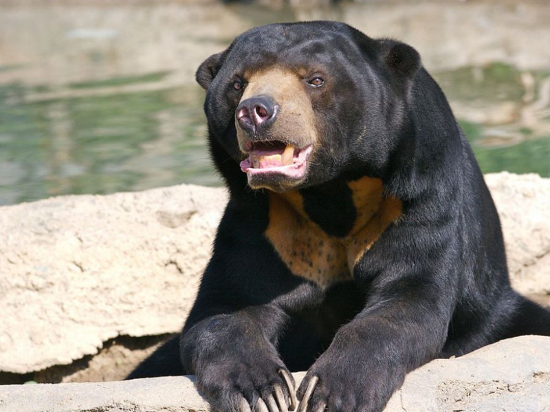 Beruang Madu (Sun Bear)