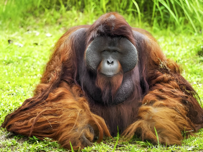 Orangutan Kalimantan